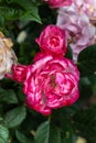 Flowers of Miniature Rose Royalty Free Stock Photo
